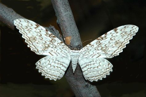 On Gossamer Wings: The Beauty of Butterflies and Moths Hercules Moth, Black Witch Moth, Witch Moth, Large Moth, Colorful Moths, Atlas Moth, Gossamer Wings, Moth Wings, Moth Caterpillar