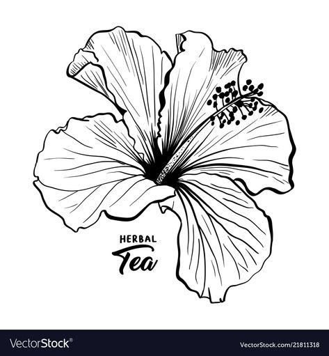 Hibiscus Drawing, Hibiscus Flower Drawing, Hawaiian Flower Tattoos, Hibiscus Flower Tattoos, Ohana Tattoo, Hibiscus Tattoo, Hawaiian Hibiscus, White Drawing, Flower Sketches