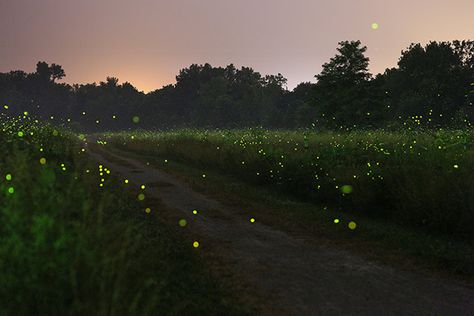 Firefly Meadow with Trail National Wildlife Federation, Smoky Mountain National Park, Magical Forest, How To Make Light, Metal Artwork, Paper Print, Firefly, Night Sky, National Geographic