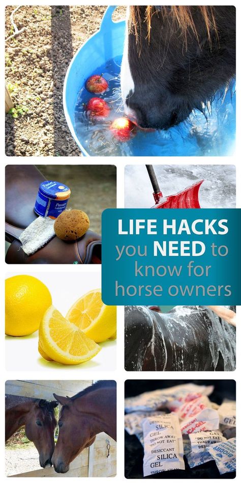 Horse Farm Hacks, Horse Hacks Diy Ideas, Equestrian Hacks, Diy Horse Stuff, Horse Hacks, Horse Nutrition, Horse Farm Ideas, Barn Hacks, Diy Horse Barn