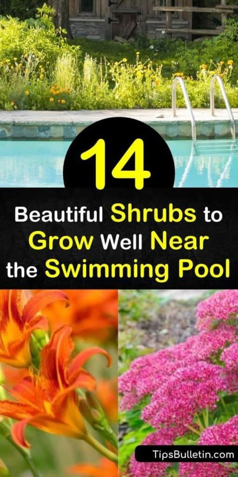 When selecting shrubs to grow near the pool, choose those that add vibrant color to any landscape design, such as Hibiscus or Bird of Paradise. Plant palm trees to provide shade over the swimming pool in hot weather. Use lemongrass and geraniums to repel pesky mosquitoes. #shrubs #grow #near #pool Plants To Use Near Swimming Pools, Landscaping Around Rectangular Pool, Landscaping Pool Ideas, Simple Pool Landscaping Ideas, Landscape Ideas Pool Area, Garden Design Around Pool, Pool Patio Plants, Pool Backyard Ideas Landscaping, Tropical Landscaping Around Pool Zone 9