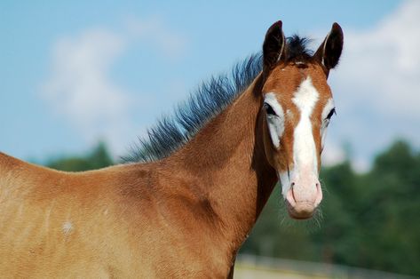 Horses Coloring, Face Markings, Facial Markings, Ranch Horses, Horse Markings, Paint Horses, Gray Coat, Horse Boarding, Horse Face