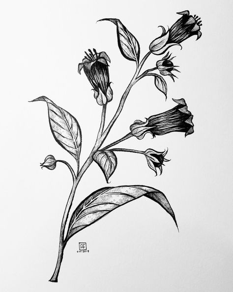 Deadly Nightshade Flower, Nightshade Flower, Deadly Nightshade, Wildflower Tattoo, Bouquet Tattoo, Plant Tattoo, Spooky Tattoos, Botanical Tattoo, Calf Tattoo