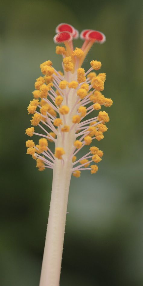 Hibuscus stamen and pistil | Sravan Nerella | Flickr Realistic Reference, Knit Wear, Quiet Luxury, Silver Wire, Collage, Luxury Fashion, Plants, Flowers, Photography