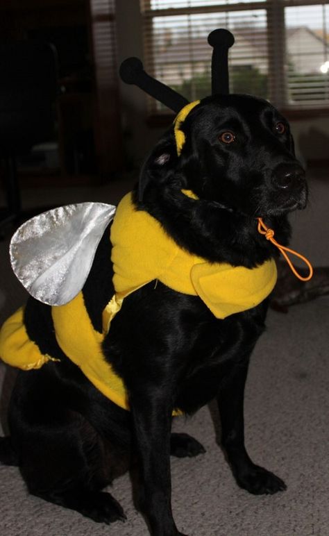 19 Costumes That Prove Labradors Always Win At Halloween Hippie Halloween Costume, Hippie Costume Halloween, Hippie Halloween, Bee Costume, Pet Halloween Costumes, Dog Halloween Costumes, Cute Halloween Costumes, Creative Halloween Costumes, Dog Costumes