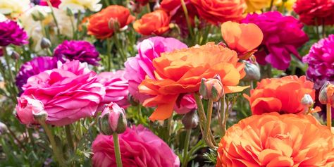 Growing ranunculus in zone 8 and 9 Growing Ranunculus, Perennials Flowers, Ranunculus Garden, Hydrangea Bloom, Garden Magazine, Ranunculus Flowers, Landscape Plants, Zone 9, Cut Flower Garden