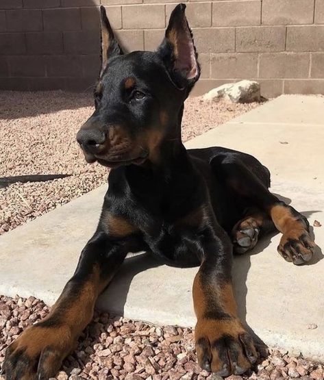 Best Female Dog Names, Perro Doberman Pinscher, European Doberman, Doberman Puppies, Doberman Pinscher Puppy, Female Dog Names, Dog Mommy, Doberman Pinscher Dog, Dangerous Dogs