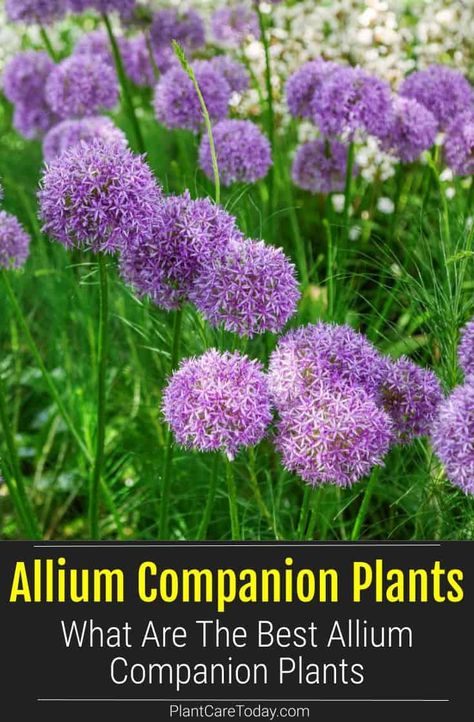 Allium Landscaping Ideas, Landscaping With Alliums, Allium In Containers, Allium Planting Ideas, Alliums And Lavender, Allium Planting Combinations, Companion Planting Alliums, Allium Flower Bed, Garden With Allium