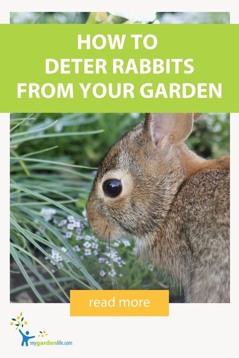 Having a hard time keeping pesky rabbits away from your garden? Searching for rabbit resistant plants that will help keep rabbits away? Look no further! From flowers to perennials and all types of plants, we’ve put together a comprehensive list of rabbit resistant plants to help deter the rabbits and keep your garden safe. Find more gardening care tips and inspiration at MyGardenLife.com! Rabbit Deterrent, Deer Resistant Shrubs, Rabbit Resistant Plants, Yarrow Plant, Planting Marigolds, Homegrown Food, Rabbit Eating, Planting Plan, Magic Garden