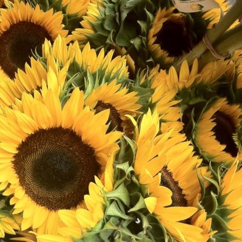 <3 We Are Golden, Stunning Flowers, Sunflowers And Daisies, Sunflower Garden, Bloom Blossom, Happy Flowers, Sunflower Fields, Farmer's Market, Mellow Yellow