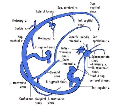 Dural venous sinuses Dural Venous Sinuses, Vascular Ultrasound, Gross Anatomy, Craniosacral Therapy, Brain Anatomy, The Human Brain, Medical School Studying, Medical School Essentials, Muscle Anatomy