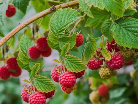 Rasberry Bushes, Raspberry Bush, Growing Raspberries, Raspberry Plants, Fruit Bushes, Red Raspberry Leaf, Berry Bushes, Raspberry Seeds, Citrus Trees