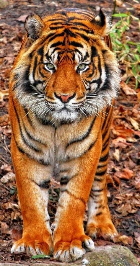 "So very beautiful" Pinterest Expert, Koci Humor, Tiger Pictures, Free Advice, 캐릭터 드로잉, Haiwan Peliharaan, Majestic Animals, Tiger Tattoo, A Tiger