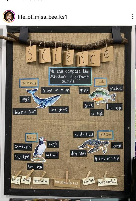 Co Created Classroom, New Class Display Ideas Ks1, Science Working Wall Ks2, Ks1 Science Display, New Class Activities Ks2, Classroom Displays Primary Ks1, Year Two Classroom Ideas, Science Displays Primary, Stem Display Board