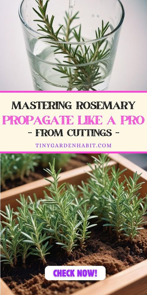 Discover the expert secrets to propagating rosemary from cuttings with our foolproof guide. Master the art of nurturing new plants effortlessly in water, starting with just four simple steps Propagate Plants In Water, Propagating Rosemary From Cuttings, Propagating Rosemary, Rosemary Growing, How To Propagate Rosemary, Rosemary Diy, Rosemary From Cuttings, Rosemary Plant Care, Propagate Rosemary