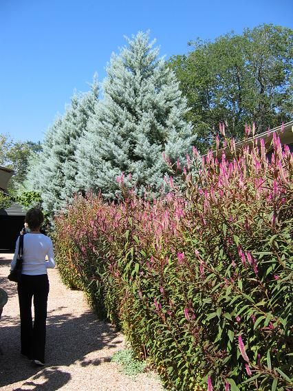 A hedge of amaranthus Austin Landscaping, Arizona Cypress, Famous Gardens, Open Days, Orange Walls, Cypress Trees, Fish Ponds, Formal Gardens, Blue Ice