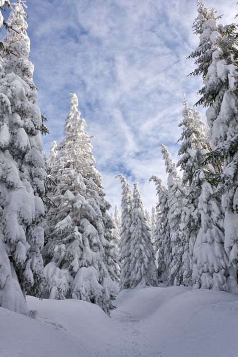 #winter #wood #forest #travel #hiking #pine #snow #fir #nature #tree Winter Pine Forest, Snowy Evergreen Forest, Snow Asthetic Picture, Winter Forest Photography, Winter Images Nature, Snow Trees Wallpaper, Snow On Trees, Snow Woods, Snow Pine Trees