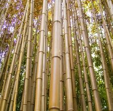 How to make bamboo screens.  Interesting idea. Maybe instead of a fence we just plant a row of bamboo....hmmm Growing Bamboo, Bamboo Screening, Bamboo Wind Chimes, Eco Friendly Building, Bamboo Trellis, Tropical Backyard, Pvc Projects, Bamboo Poles, Backyard Garden Landscape