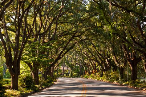 Albany, Georgia.  I lived in Albany in 1971 and taught at Jackson Heights Elementary School.  For a girl who had just graduated from UCSB, it was another world. Albany Georgia, Tree Tunnel, Jackson Heights, Before I Sleep, Miles To Go, Sea To Shining Sea, We're Moving, Georgia On My Mind, Farm Market