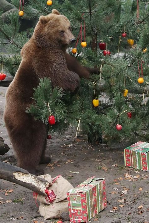 Photo Animaliere, Bear Pictures, Love Bear, Christmas Bear, Bear Art, Grizzly Bear, Cute Animal Pictures, Animal Jokes, Bear Cartoon