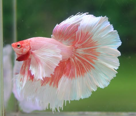 Beautiful Betta. Rainbow Betta Fish, Cool Betta Fish, Beautiful Beta Fish, Pretty Betta Fish, Pink Beta Fish, Pretty Beta Fish, Betta Fish Aesthetic, Betta Fish Photography, White Betta Fish