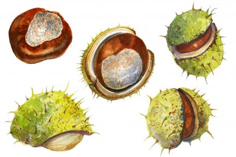 Conker Painting, Chestnut Illustration, Autumn Sketches, Pantone Postcards, Seed Pods Art, Sketchbook Challenge, Gcse Art Sketchbook, Horse Chestnut, Watercolor Collection