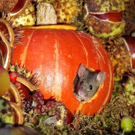 halloween pumpkin Autumn wild mouse Wild Mouse, Nuts And Berries, Pumpkin Autumn, Animal References, Persimmon, Tapestry Throw, Halloween Pumpkin, Fall Pumpkins, Pumpkin Patch