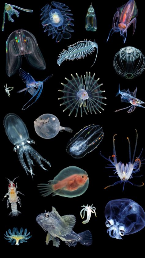 #myfirstshuffle Marine Animals Aesthetic, Marine Biology Wallpaper, Deep Sea Aesthetic, Deep Ocean Creatures, Strange Sea Creatures, Small Sea Creatures, Weird Sea Creatures, Deep Sea Fish, Jellyfish Pictures