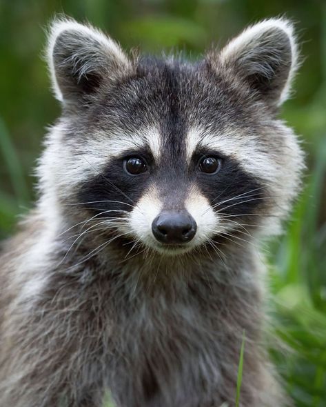 National Geographic Your Shot on Instagram: “Photo by Brittany Crossman @bkcrossman | A raccoon curiously pops its head up from the tall grass that it is foraging in, New Brunswick,…” Woods Animals, Regard Animal, Raccoon Art, Photo Animaliere, Awesome Nature, Cute Raccoon, Lovely Animals, Animale Rare, Haiwan Peliharaan