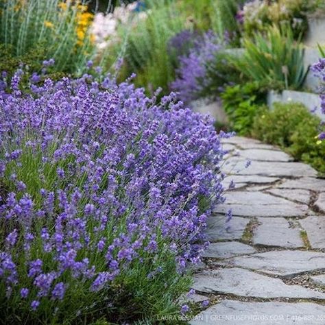 "Of all the scores of different lavenders, this one - Lavandula angustifolia, or Lavender Vera, meaning \"True Lavender\" - is arguably the most popular. A delicate and versatile variety, lavender is especially cherished for its elegant appearance and lovely scent. This lavender is fast-growing, long-blooming, and very hardy. It can even be used to flavor select desserts like sorbet and ice cream! Organic Lavender - Minimum 30+ Seeds   Non GMO. Packaged by Raleigh Seed Co.  Ready for planting. Munstead Lavender, Lavender Plants, Lavender Seeds, Full Sun Perennials, Lavender Garden, English Lavender, Lavender Plant, Lavandula Angustifolia, Herb Seeds