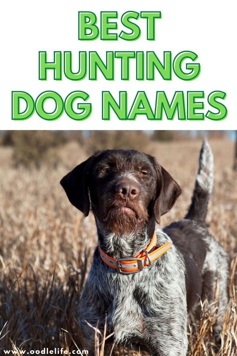 Naming your new dog can be a tough decision. After all, once they learn its name, it’ll be hard to change it, so it’s important to find the one that will stick. If you have a hunting dog, that can make the decision even more critical. You want a short, easy-to-remember name so you can call your dog to you while you’re out hunting. Clever Dog Names, Hunting Dog Names, Best Dog Names, Clever Dog, English Mastiff, Hunting Dog, Puppy Names, Doodle Dog, Hunting Trip