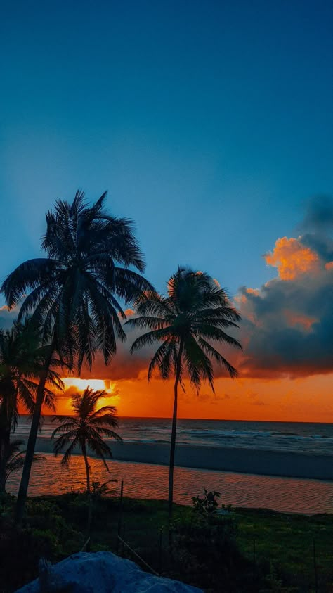 Tropical Travel, The Ocean, Palm Trees, The Sun, The Beach, Trees, Sun, The World, Water