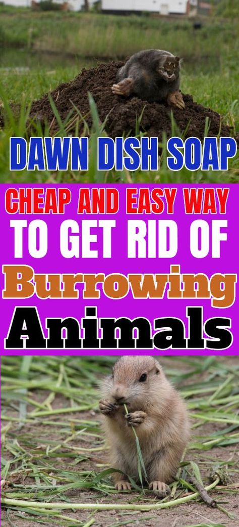 How Do You Get Rid Of Groundhogs, Gofer Repellent, Garden Yard Ideas Landscapes, Clean Yard Ideas, How To Get Rid Of Groundhogs In Yard, How To Get Rid Of Chipmunks, Get Rid Of Gophers In Yard, How To Get Rid Of Moles In Your Yard, Getting Rid Of Moles In Yard