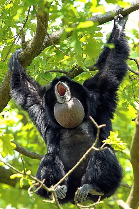 Siamang Gibbon (Sympalangus syndactylus) / Siamang / Image by Jan Willemsen (jw-fotografie) from flickr Siamang Gibbon, Random Animals, Favorite Animals, Favorite Animal, Primates, Reptiles, Print Making, Insects, Birds