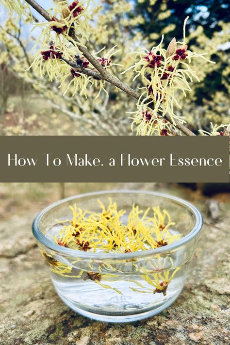 Flower essence is the energetic imprint of a flower. Flower essence can be a remedy for restoring balance within ourselves by releasing emotions, fears, confusion, outdated thought patterns and limiting beliefs. Follow these steps to easily create a flower essence with any flower that is calling out to you! Flower Essences Diy, Astro Herbalism, Herbalist Kitchen, Eco Therapy, Flower Medicine, Releasing Emotions, Body Oil Diy, Flower Witch, Flower Essences Remedies