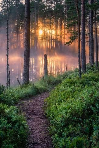 size: 12x8in Photo: Scenic forest landscape with beautiful misty sunlight through to forest at summer morning in Finlan : Male Witch, Forest Scenery, Summer Morning, Still Life Photos, Forest Path, Misty Forest, Forest Creatures, R P, Forest Art