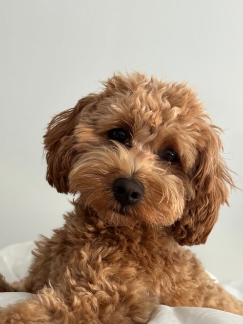 Toy Cavoodle, Angel Boy, Cute Dog Photos, Dream Dog, Story Board, Birthday Wishlist, Dog Photos, Light Colors, Cute Dogs