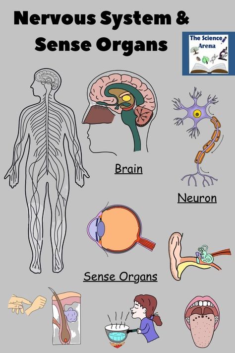 How do you teach #NervousSystem and Sense Organs? Nervous System Activities Middle School, Human Body Science Projects, Sense Organs, Nervous System Activities, Brain Neurons, Science Pins, Human Body Science, Human Body Systems, Science Project