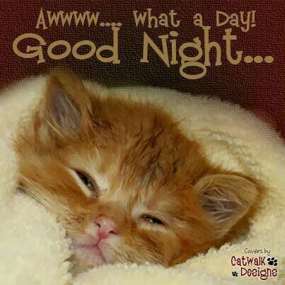 Cat Good Night, Nighty Night Quotes, Night Humor, Goodnight Sweetheart, Sweet Good Night Messages, Finding Feathers, Goodnight Messages, Good Night Qoutes, Good Night Cat