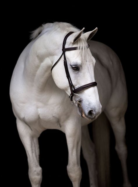 Black Background || Classic Equine Portraits - ES Equine Photography || Evelyn Szczepanek Horse Black Background, White Horse Photography, Beautiful White Horse, Gray Horse, Background Classic, Classic Equine, Horse Black, Equine Portraits, Black Horses