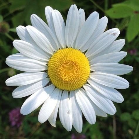 Beautiful daisy at SilverHills.ca Flower Images Beautiful, Daisy Picture, Winter Flowering Plants, Daisy Photo, Chamomile Plant, Flowers Daisy, Winter Gardening, Daisy Love, Wallpaper Flower