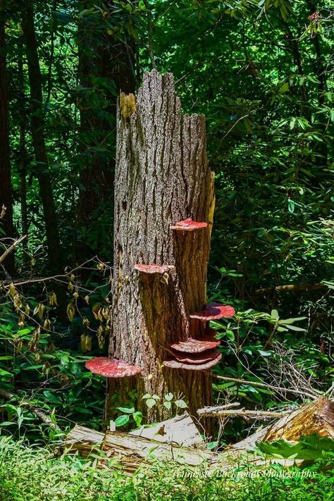 Saw this stump with mushrooms and thought it looked like something a fairy would live in. Log With Mushrooms, Tree Stump Mushroom, Tree Stump With Mushrooms, Stump With Mushrooms, Mushroom Logs, Woodland Mural, Book Concept, Air Clay, Dark Home Decor