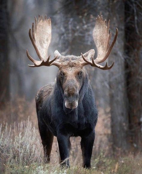 🔥 a majestic af bull moose 🔥 - NatureIsFuckingLit | Wild animals pictures, Bull moose, Wildlife animals Elk Pictures, Moose Pictures, North American Animals, Moose Deer, Wild Animals Photography, Moose Head, Eagle Painting, Bull Moose, Wild Animals Pictures