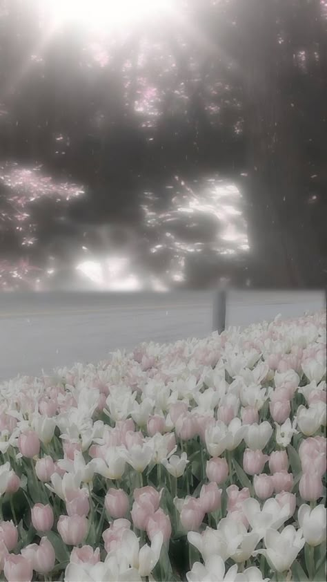 Chat Background, Cocoppa Wallpaper, Drinks Coffee, Aesthetic White, Nothing But Flowers, Pfp Aesthetic, Pretty Landscapes, Pink Tulips, 7th Grade