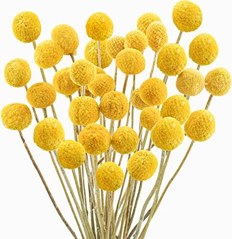 Amazon.com: Uieke 30Pcs Natural Dried Flowers Craspedia Billy Balls Flowers Billy Buttons Floral Bouquet for Flower Arrangements Wedding Home Tall Vase Decor Yellow : Grocery & Gourmet Food Tall Vase Decor, Billy Balls, Dried Lavender Flowers, Billy Buttons, Fleurs Diy, Bouquet Arrangements, Flower Ball, Diy Vase, Wedding Arrangements