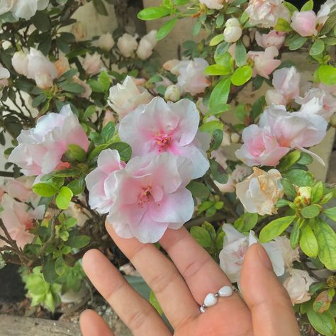 Azalea Aesthetic Flower, Azelea Aesthetic Flower, Azealia Flower, Azalea Aesthetic, Edwina Sharma, Dream Core, Azalea Flower, Flower Photos, Pretty Flowers