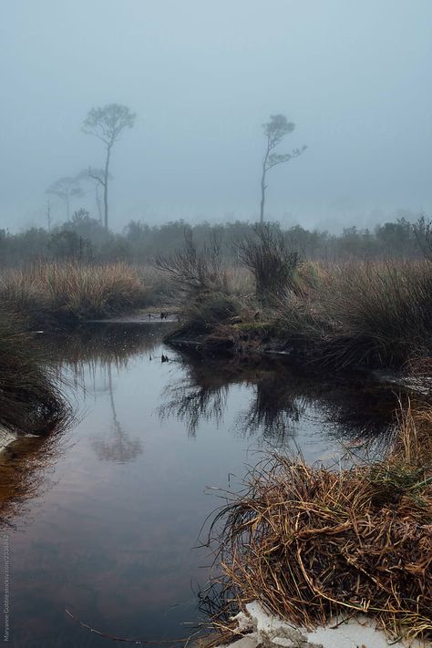 Gloomy Landscape Photography, Foggy Landscape Photography, Foggy Coastal Town, Dark Landscape Photography, Gloomy Landscape, Foggy Swamp, Cold Landscape, Winter Grass, Desolate Landscape