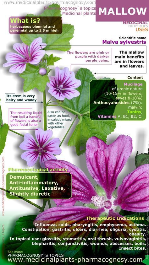 Mallow Benefits, Mallow Plant, Mallow Flower, Magia Das Ervas, Plant Medicine, Coconut Health Benefits, Benefits Of Coconut Oil, Wild Edibles, Insect Bites