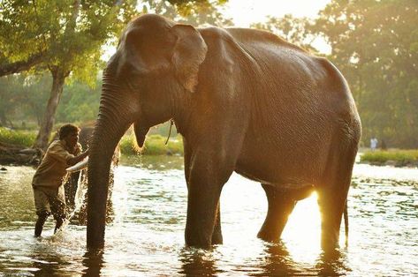 Elephant bathing at the Dubare Elephant Camp, Madikeri Madikeri Coorg, Elephant Bathing, Elephant Camp, Hill Station, Travel Board, Down South, Bee Keeping, Travel Stories, Goa