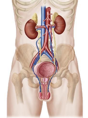 Photographic Print: Anatomy of Male Urinary System Poster by Stocktrek Images : 24x18in Urinary System Poster, Male Urinary System, Pathophysiology Nursing, Libido Boost For Men, Human Body Organs, Urinary System, Bolesti Chrbta, Basic Anatomy And Physiology, Medical Videos